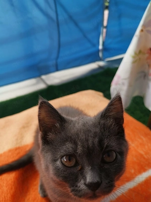 Bkh kleine 2 kater