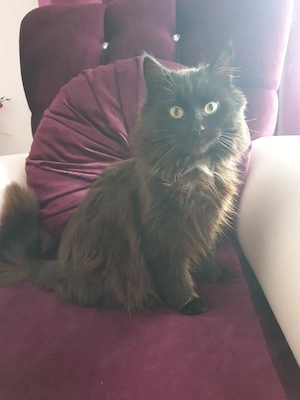 Britisch Langhaar Kater 