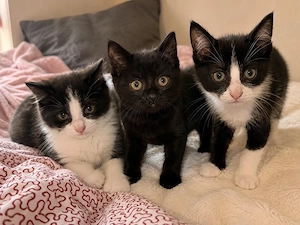 Katzenbabys in liebevolle Hände abzugeben 