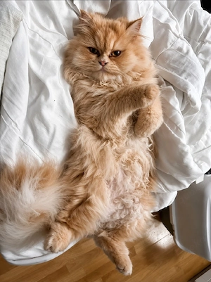 Perser Deckkater 