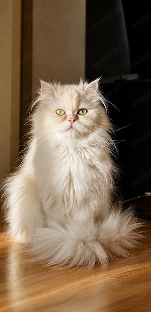Perser Deckkater 
