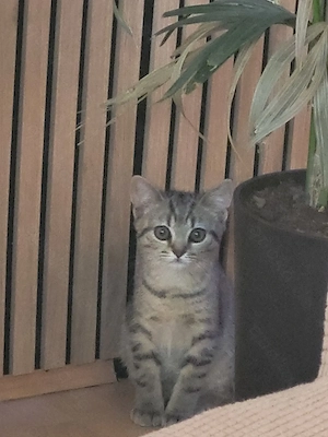 Reinrassige BKH kitte 