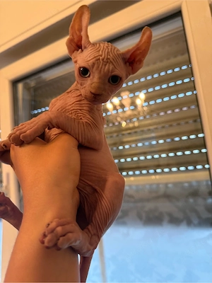 Sphynx-Kitten