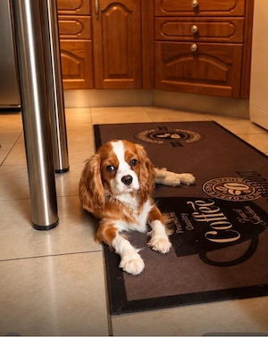 Cavalier King Charlls Spaniel
