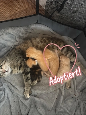 2 Kitten abzugeben