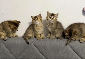 BKH Kitten