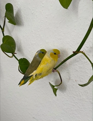3 Sperlingspapageie