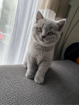 liebevolle BKH Kitten suchen neues Zuhause