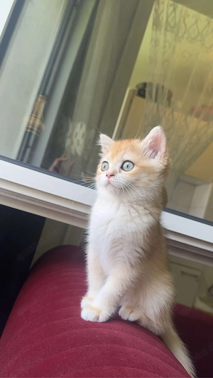 bkh kitten ny12 katze 
