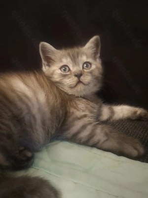 Britisch kurzhaar Kitten