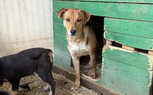 Junge Schäferhund-Mix-Hündin Suvi