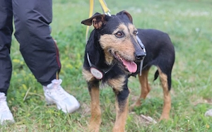 Tama sucht Terrier-Liebhaber