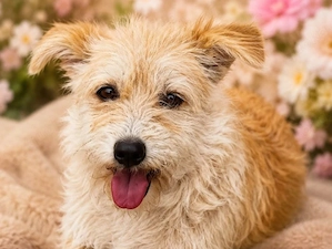 Zarina - Terrier Maus sucht Familie! RESERVIERT 