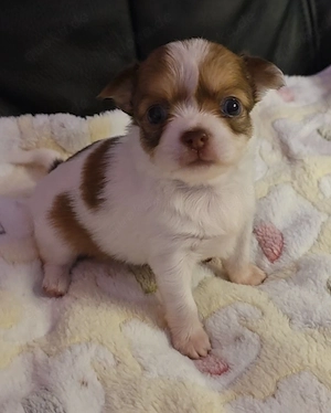 Verkaufe: Reinrassige Chihuahua Welpen 