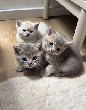 3 wunderschöne BKH Kitten