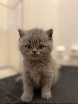 britisch Kurzhaar X Persermix kitten