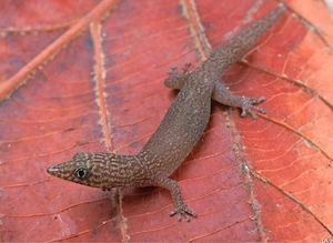 Suche Sphaerodactylus elegans