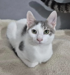 Junger Kater Louie 