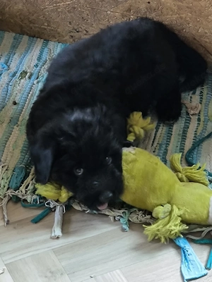 Doodlewelpen, Aussiedoodle 