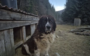 Brunhilde sucht ein ländliches Zuhause