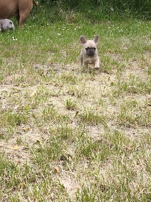 französische Bulldogge Welpen abzugeben 