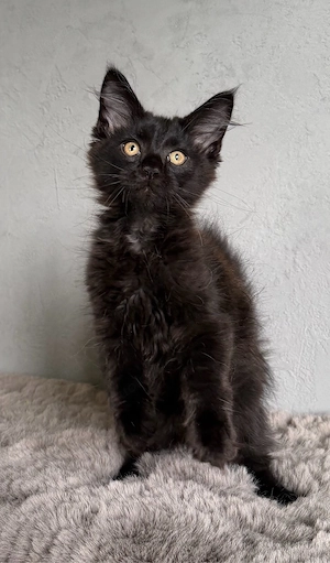 Maine Coon