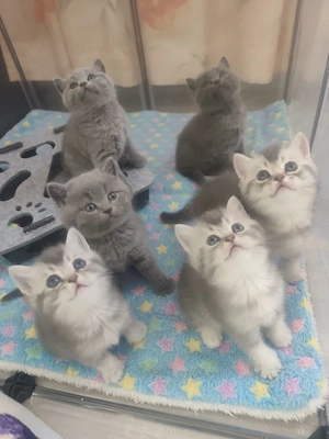 BKH Kitten mit Stammbaum 