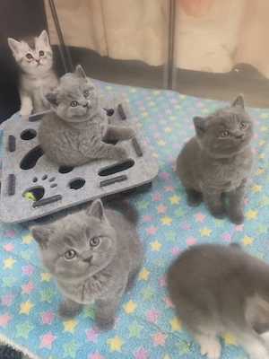 BKH Kitten mit Stammbaum 