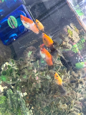 Aquarium vollausstatung 