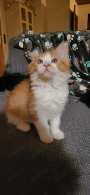 Süsse Maine coon kitten zur Abgabe 
