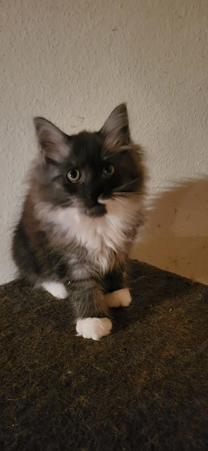 Süsse Maine coon kitten zur Abgabe 