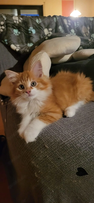 Ein süsser Maine coon boy ist Abgabe bereit 