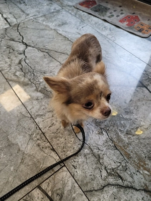 chihuahua deckrüde 