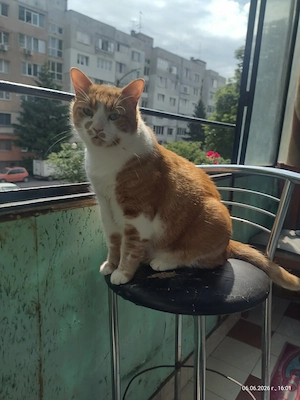Kastrierter Kater, 5 J., sucht ruhiges Kuschelheim