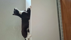  Lieber unkastrierter 10 Monate Kater abzugeben