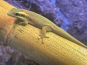 Suche: Phelsuma Ornata - Ornamenttaggecko