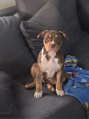 American Bully Kira 