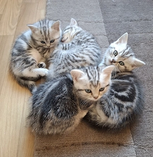 bezauberndes BKH-Kitten Mädchen
