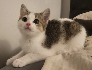 Europäische Babykatzen 
