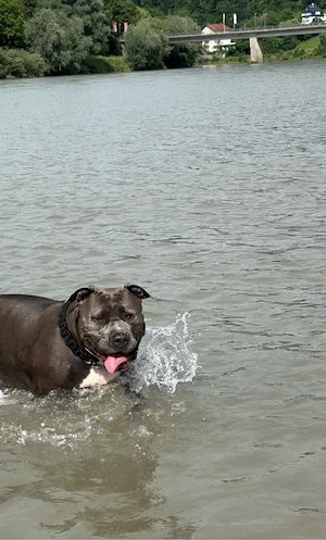 Deckrüde american bully xl (Kein verkauf!)