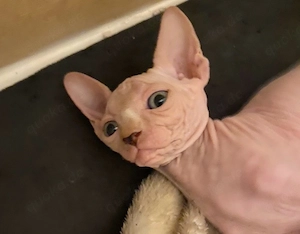 Canadian Sphynx mit Tasthaaren