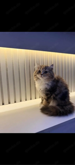 kitten Rassekatzen 