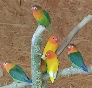 pfirsichköpfchen