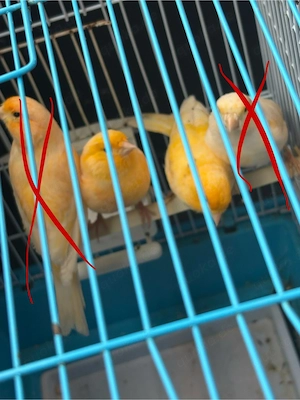 kanarienvögel 