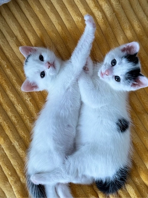 babykatzen 