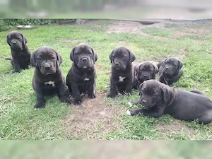 Reinrassige Cane Corso Welpen mit VDH Papiere suchen ein liebevolles zu Hause.