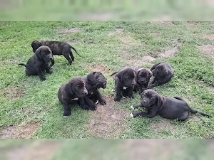Reinrassige Cane Corso Welpen mit Ahnentafel abzugeben