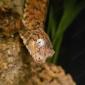 Flechtengecko 1,0