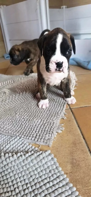 Gesunder Boxer Welpen reinrassige aus Familienaufzucht.