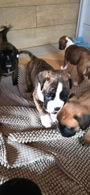 Gesunder Boxer Welpen aus Familienaufzucht.